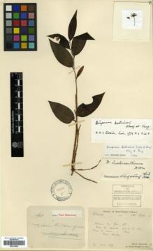 Type specimen at Edinburgh (E). Bodinier, Emile: 1546. Barcode: E00318489.