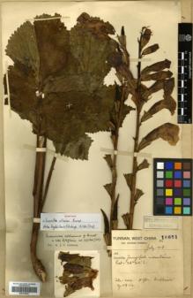 Type specimen at Edinburgh (E). Forrest, George: 16651. Barcode: E00318497.