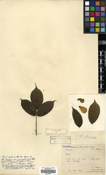 Type specimen at Edinburgh (E). Bodinier, Emile: . Barcode: E00318498.