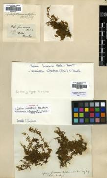 Type specimen at Edinburgh (E). Beechey's Voyage [Collectors: Lay & Collie]: . Barcode: E00318725.