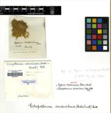 Type specimen at Edinburgh (E). Beechey's Voyage [Collectors: Lay & Collie]: . Barcode: E00318752.