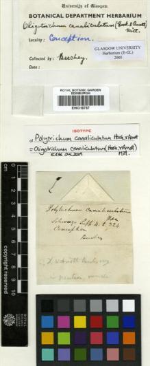 Type specimen at Edinburgh (E). Beechey's Voyage [Collectors: Lay & Collie]: . Barcode: E00318787.