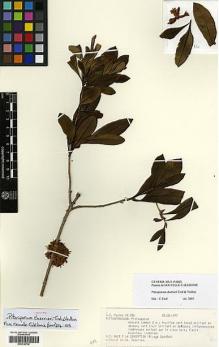 Type specimen at Edinburgh (E). MacKee, Hugh: 33.556. Barcode: E00318798.