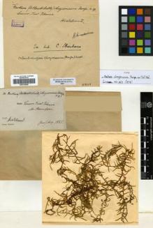 Type specimen at Edinburgh (E). Hildebrandt, Johann: . Barcode: E00318948.