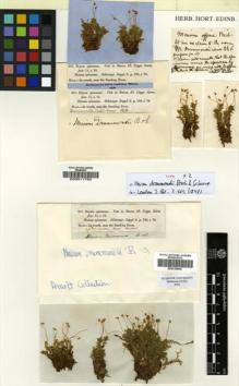 Type specimen at Edinburgh (E). Drummond, Thomas: 257. Barcode: E00319090.