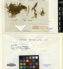 Type specimen at Edinburgh (E). Drège, Jean: 9379A. Barcode: E00319106.