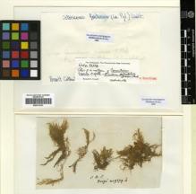 Type specimen at Edinburgh (E). Drège, Jean: 9379B. Barcode: E00319107.