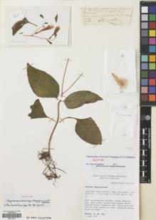Type specimen at Edinburgh (E). Newman, Mark: 952. Barcode: E00319176.