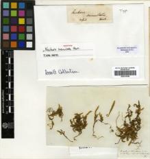 Type specimen at Edinburgh (E). Hooker, William: . Barcode: E00319180.