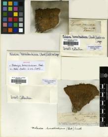 Type specimen at Edinburgh (E). Hornschuch, C.: . Barcode: E00319294.