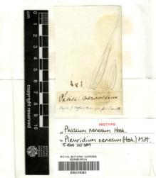 Type specimen at Edinburgh (E). Menzies, Archibald: . Barcode: E00319383.