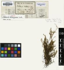 Type specimen at Edinburgh (E). Lindberg, Sextus: . Barcode: E00319436.