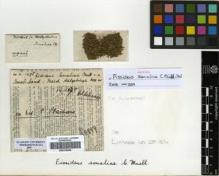 Type specimen at Edinburgh (E). Hildebrandt, Johann: 1495. Barcode: E00319499.
