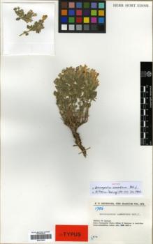 Type specimen at Edinburgh (E). Rechinger, Karl: 47516. Barcode: E00319503.