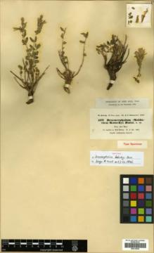 Type specimen at Edinburgh (E). Kotschy, Carl (Karl): 577. Barcode: E00319504.