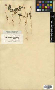 Type specimen at Edinburgh (E). Kotschy, Carl (Karl): 431. Barcode: E00319511.