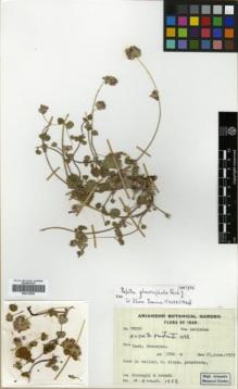 Type specimen at Edinburgh (E). Foroughi, H.; Assadi, M.: 18030. Barcode: E00319520.
