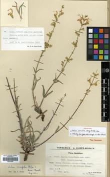 Type specimen at Edinburgh (E). Huber-Morath, Arthur; Simon, Ch.: 13040. Barcode: E00319545.