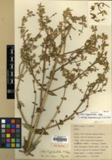 Type specimen at Edinburgh (E). Davis, Peter; Hedge, Ian: D.30875. Barcode: E00319548.