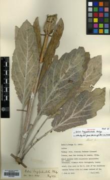 Type specimen at Edinburgh (E). Davis, Peter; Hedge, Ian: D.30875. Barcode: E00319549.