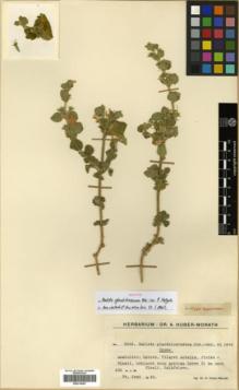 Type specimen at Edinburgh (E). Huber-Morath, Arthur: 8556. Barcode: E00319567.