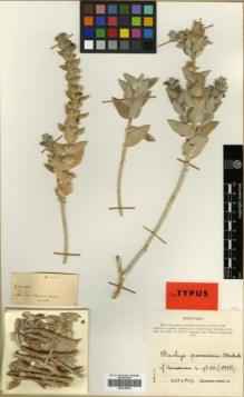 Type specimen at Edinburgh (E). Pabot, Henri: . Barcode: E00319574.