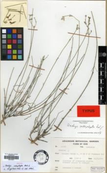 Type specimen at Edinburgh (E). Wendelbo, Per; Cobham, George: 14355. Barcode: E00319576.