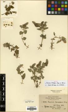 Type specimen at Edinburgh (E). Haradjian, Manoog: 2121. Barcode: E00319581.