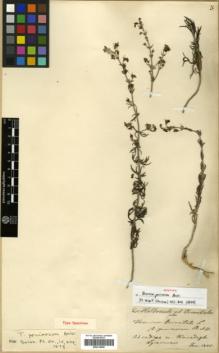 Type specimen at Edinburgh (E). Von Heldreich, Theodor: . Barcode: E00319600.