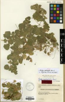 Type specimen at Edinburgh (E). Rechinger, Karl: 11250. Barcode: E00319626.