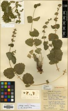 Type specimen at Edinburgh (E). Davis, Peter: 16228. Barcode: E00319629.