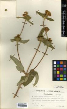 Type specimen at Edinburgh (E). Huber-Morath, Arthur: 10187. Barcode: E00319633.