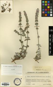 Type specimen at Edinburgh (E). Huber-Morath, Arthur: 10111. Barcode: E00319635.