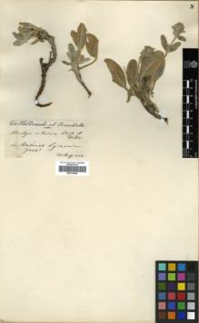 Type specimen at Edinburgh (E). Von Heldreich, Theodor: . Barcode: E00319640.
