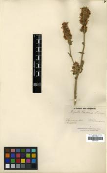 Type specimen at Edinburgh (E). Wiedemann, E.: . Barcode: E00319645.