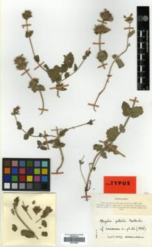 Type specimen at Edinburgh (E). Pabot, Henri: . Barcode: E00319666.