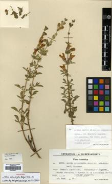Type specimen at Edinburgh (E). Huber-Morath, Arthur: 12722. Barcode: E00319677.