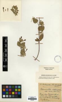 Type specimen at Edinburgh (E). Balansa, Benedict: . Barcode: E00319692.