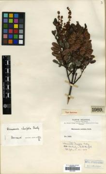 Type specimen at Edinburgh (E). Bang, Miguel: 1989. Barcode: E00319699.