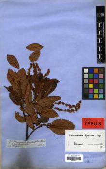 Type specimen at Edinburgh (E). Spruce, Richard: 5845. Barcode: E00319700.