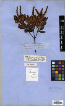Type specimen at Edinburgh (E). Spruce, Richard: 4238. Barcode: E00319701.