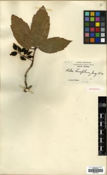 Type specimen at Edinburgh (E). Wilson, Ernest: 817. Barcode: E00319702.