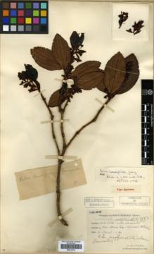 Type specimen at Edinburgh (E). Cavalerie, Pierre: 3183. Barcode: E00319703.