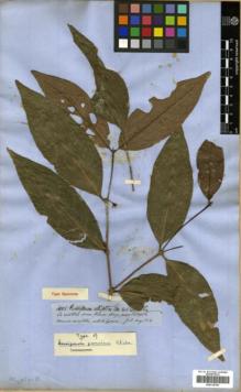 Type specimen at Edinburgh (E). Spruce, Richard: 4005. Barcode: E00319705.