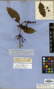Type specimen at Edinburgh (E). Spruce, Richard: 4311. Barcode: E00319712.