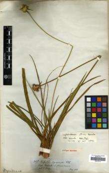 Type specimen at Edinburgh (E). Spruce, Richard: 3228. Barcode: E00319714.