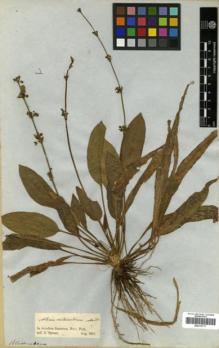 Type specimen at Edinburgh (E). Spruce, Richard: . Barcode: E00319717.