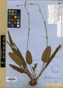 Type specimen at Edinburgh (E). Spruce, Richard: . Barcode: E00319718.