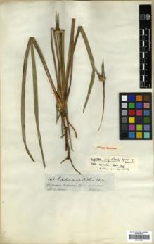 Type specimen at Edinburgh (E). Spruce, Richard: 3406. Barcode: E00319723.
