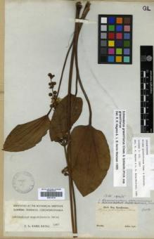 Type specimen at Edinburgh (E). Sellow, Friedrich: . Barcode: E00319729.